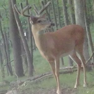 Meet your Posher, Daryl